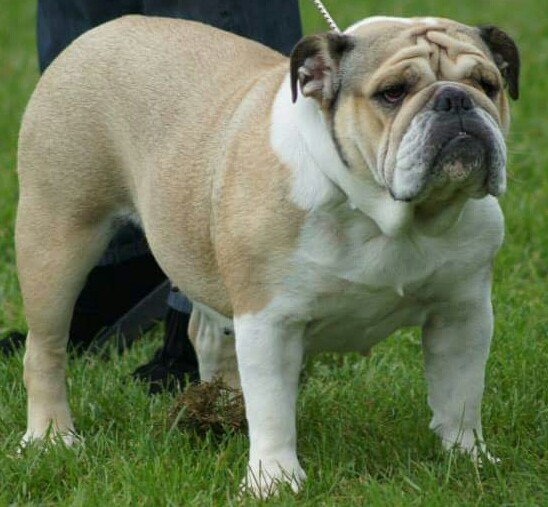 Hermione des Roxa-Lina